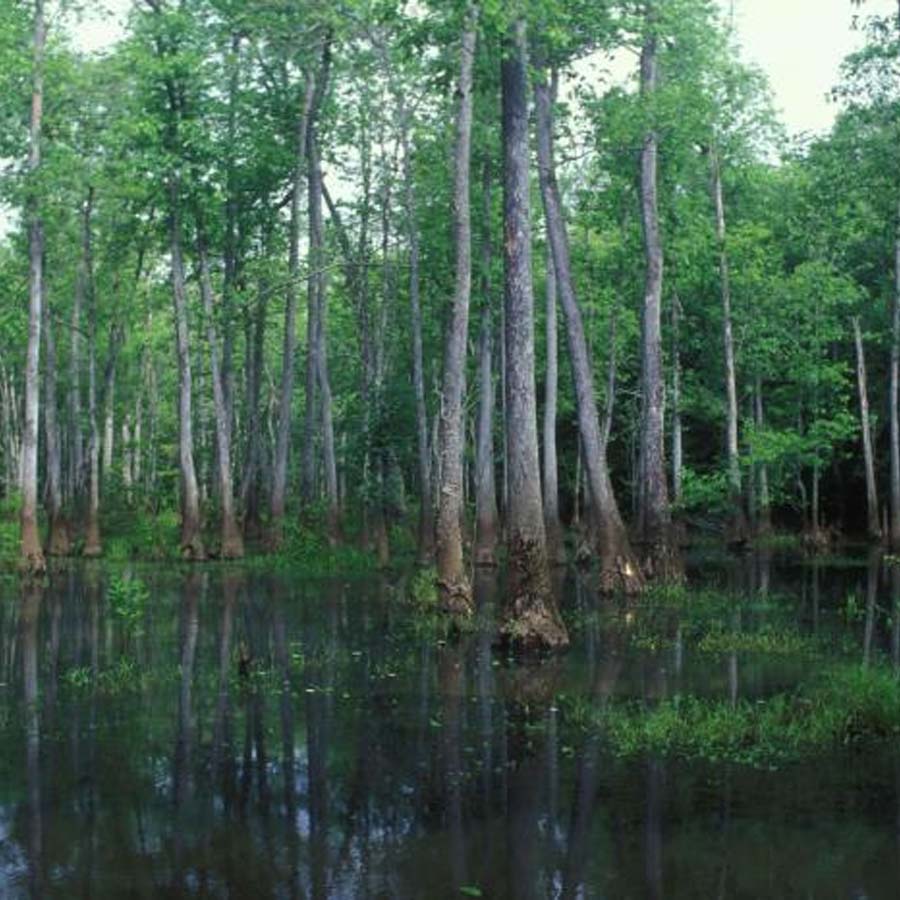 Moncks Corner