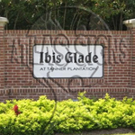 Ibis Glade