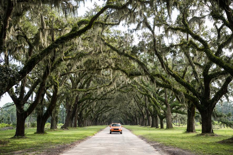 Savannah